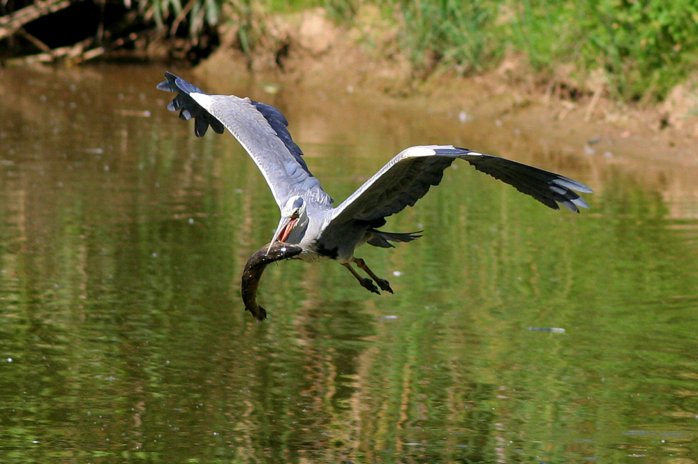 Oasi di Sant'Alessio (Pavia)