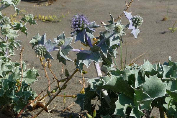 Oasi dunale del gineprino