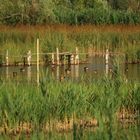 Oasi Lipu di Massaciuccoli