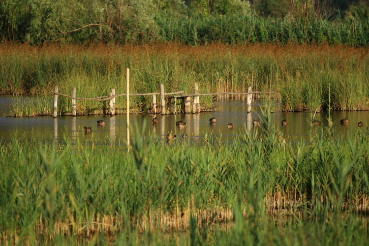 Oasi Lipu di Massaciuccoli