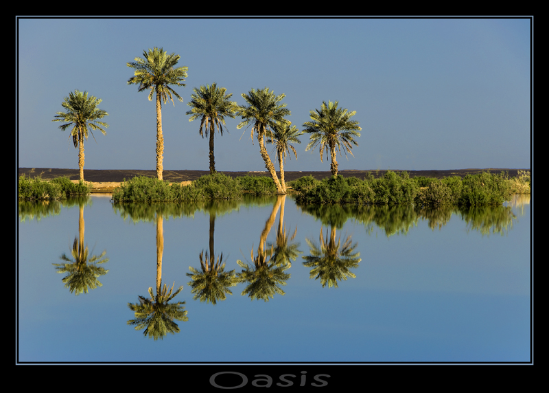 Oasis