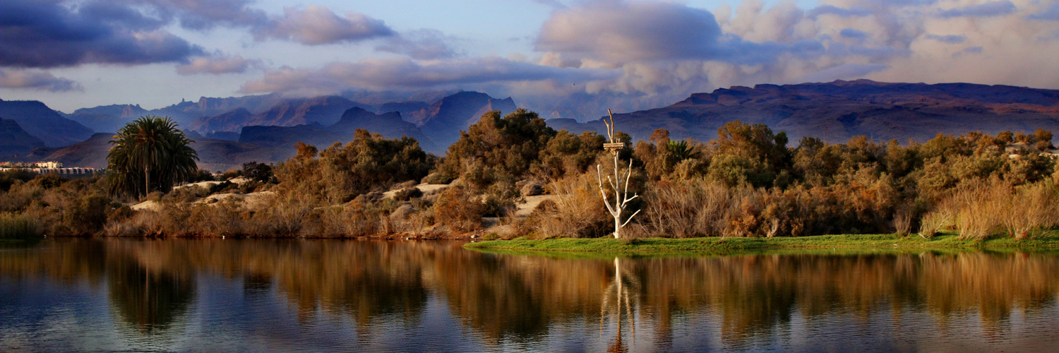 Oasis behind dunes