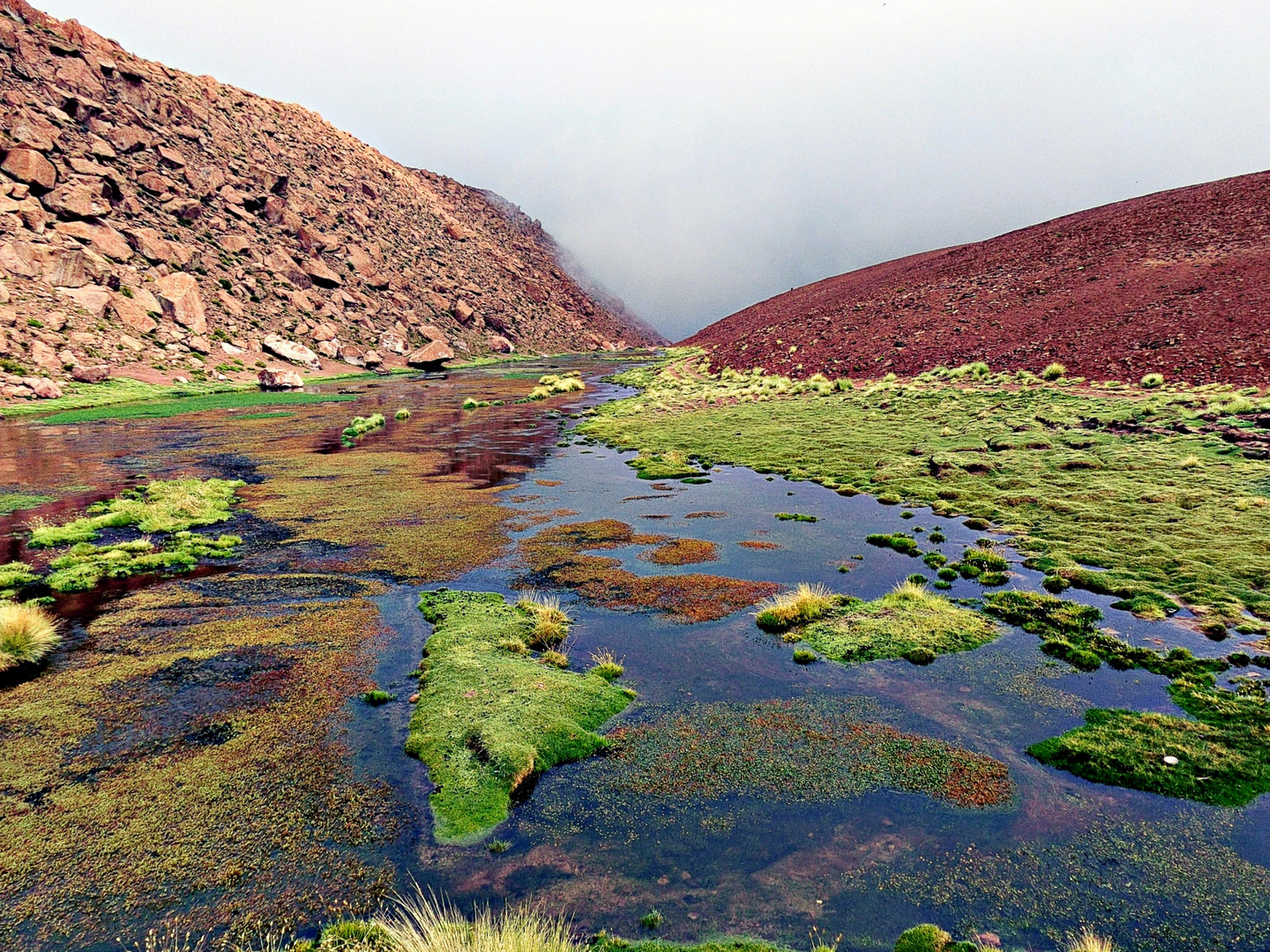 Oasis dans le désert d'Atacama