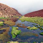 Oasis dans le désert d'Atacama