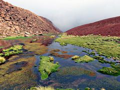 Oasis dans le désert d'Atacama