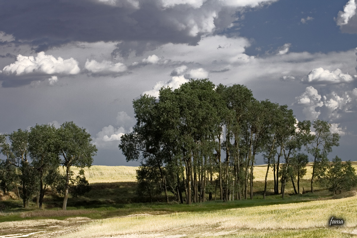 Oasis en Tierra de Campos