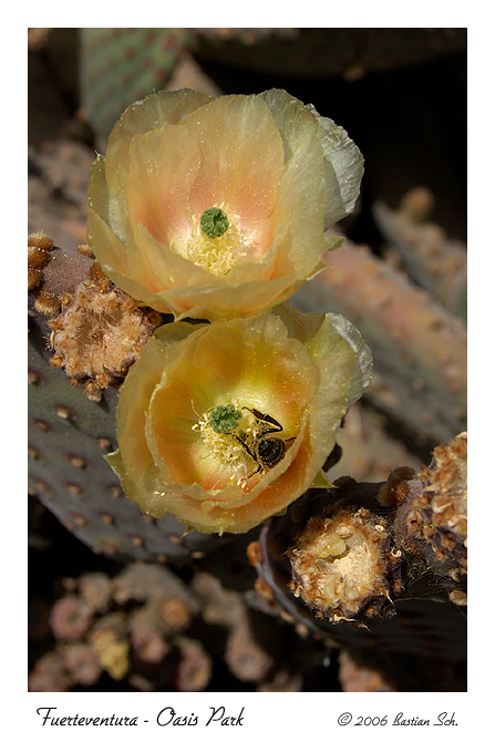 Oasis Park - Cactus Garden