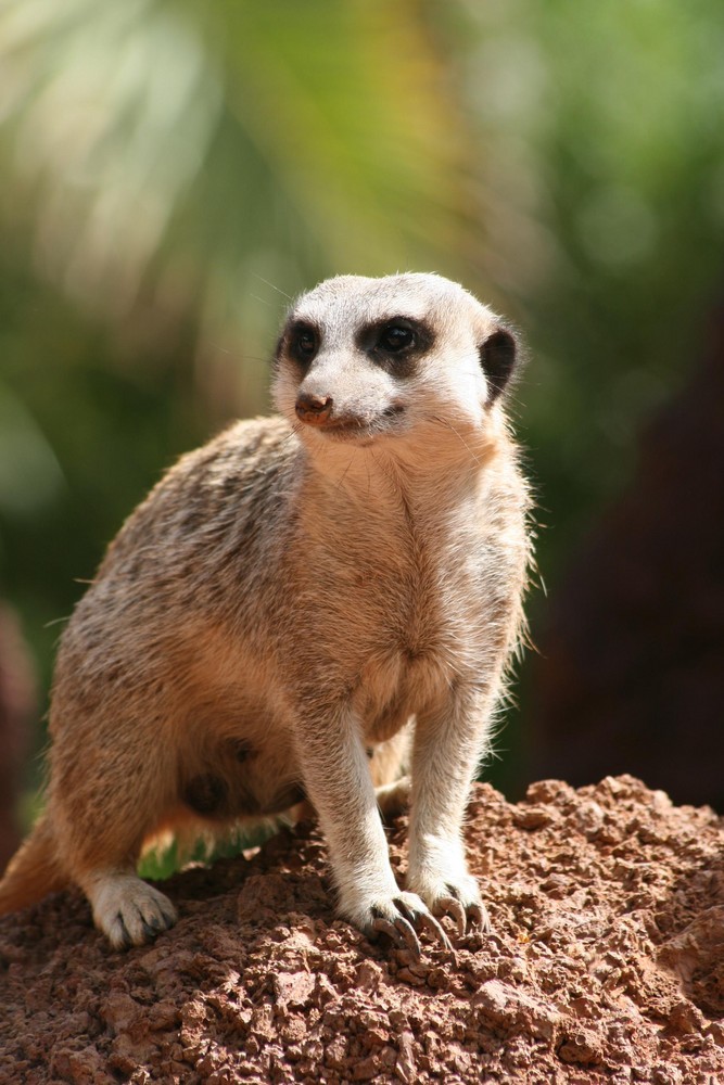 Oasis Park Fuerteventura