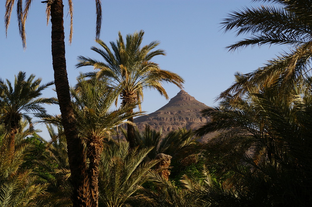 oasis Sud Maroc (Bleida)