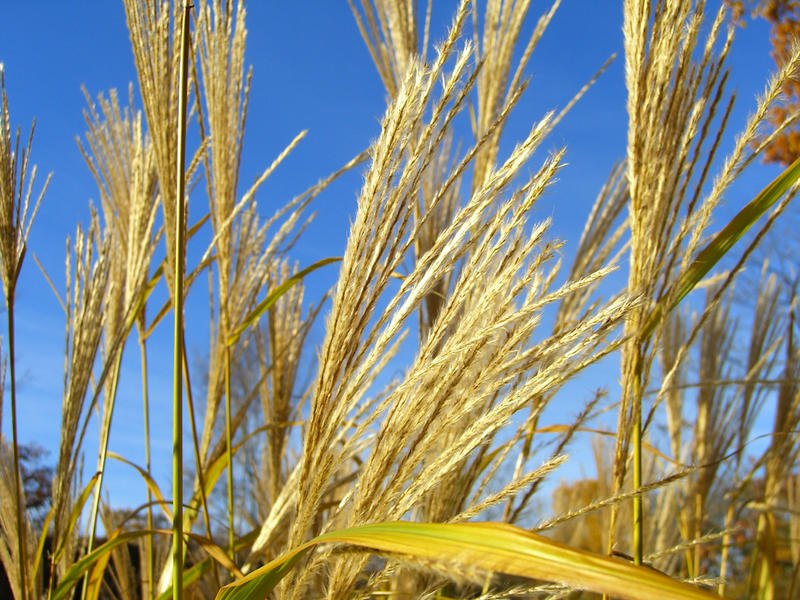 Oats in the Wind