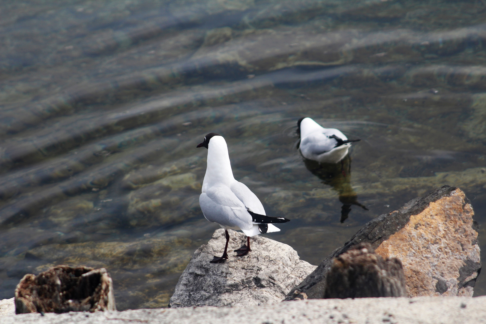 ob an Land oder im Wasser....