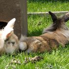 "Ob Blacky wohl kitzelig an den Füßchen ist?" fragt sich Tapsi