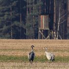 Ob da noch frei ist? Kraniche auf einem Feld