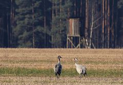 Ob da noch frei ist? Kraniche auf einem Feld