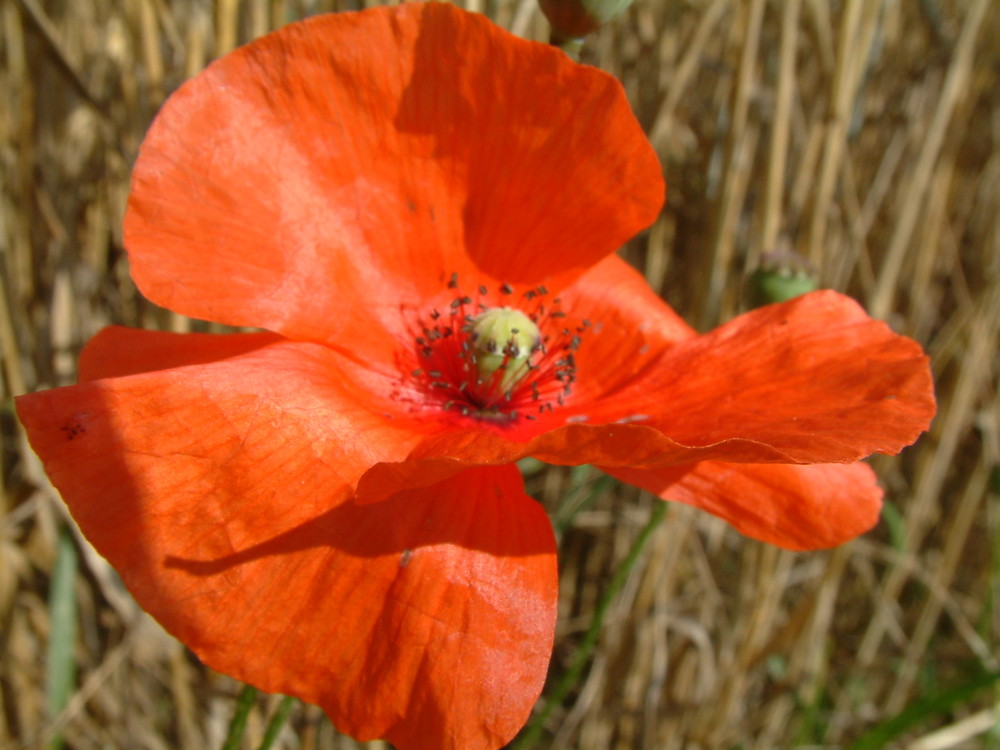 Ob da wohl Opium drin ist?