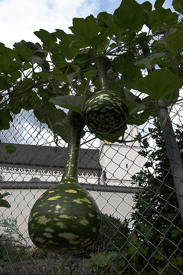 Ob damals, als der "Bua" in Reichersdarf ........