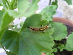 ob daraus ein schöner Schmetterling wurde?