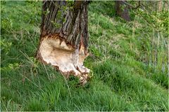 Ob das der Baum noch lange durchhält?