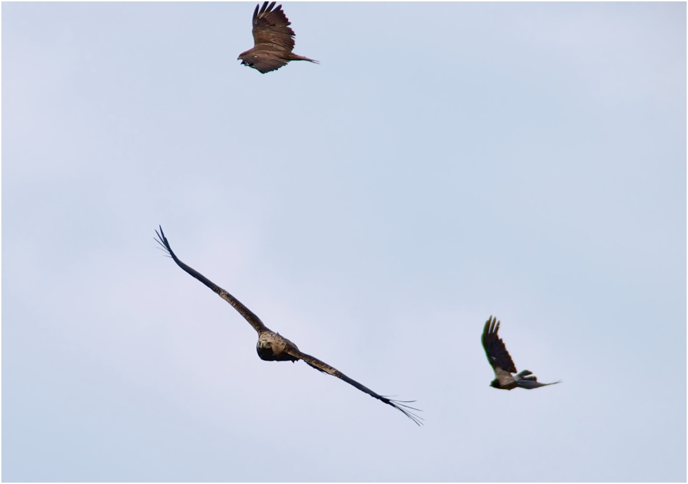 Ob das der legendäre Kaiseradler ist?