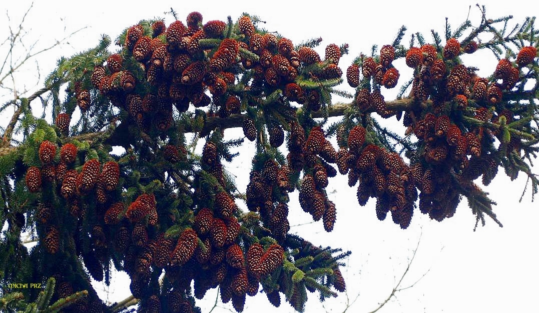 ob das ein Zeichen für einen harten Winter ist ?