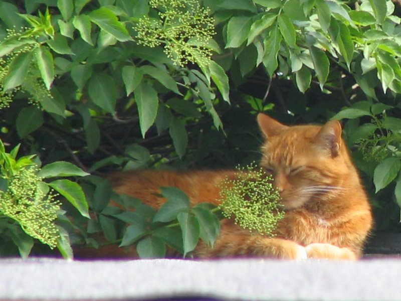 Ob das einer Katze schmeckt?