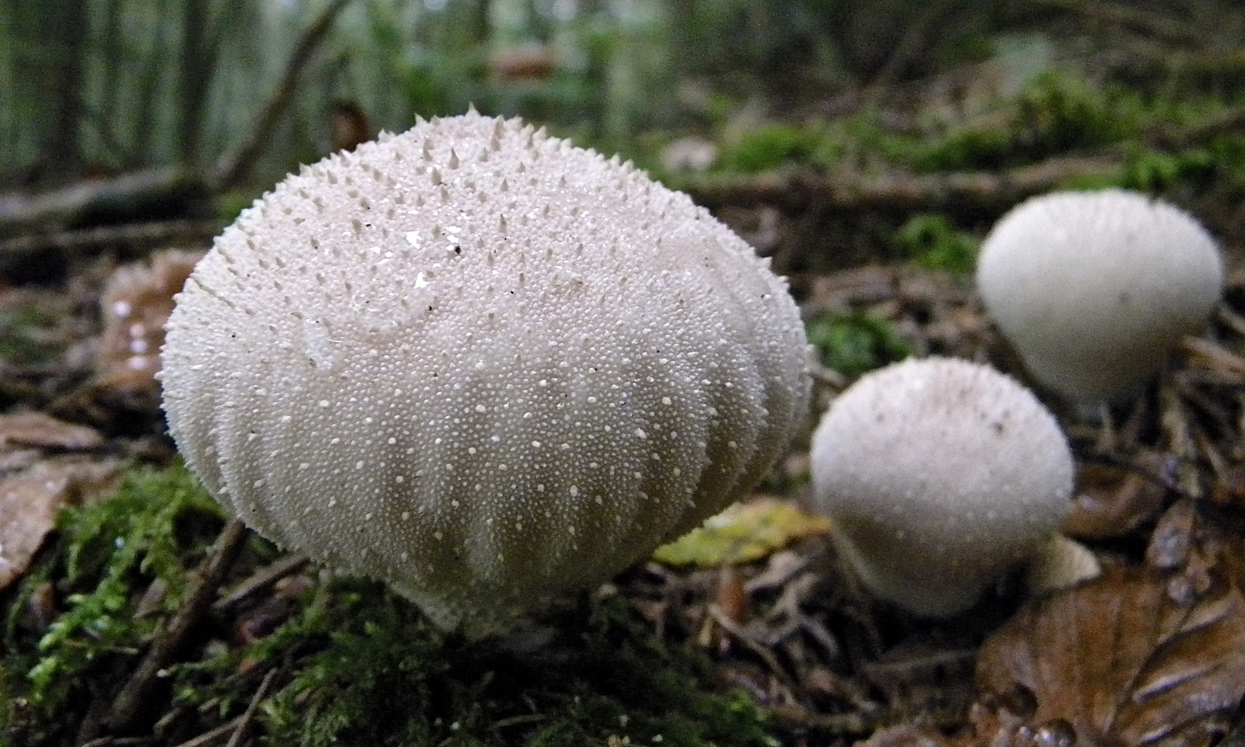 Ob das Hasenboviste (Lycoperdon utriforme) sind? NEIN!*