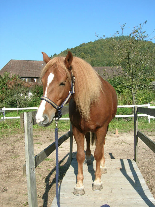 Ob das Holz wohl schmeckt?