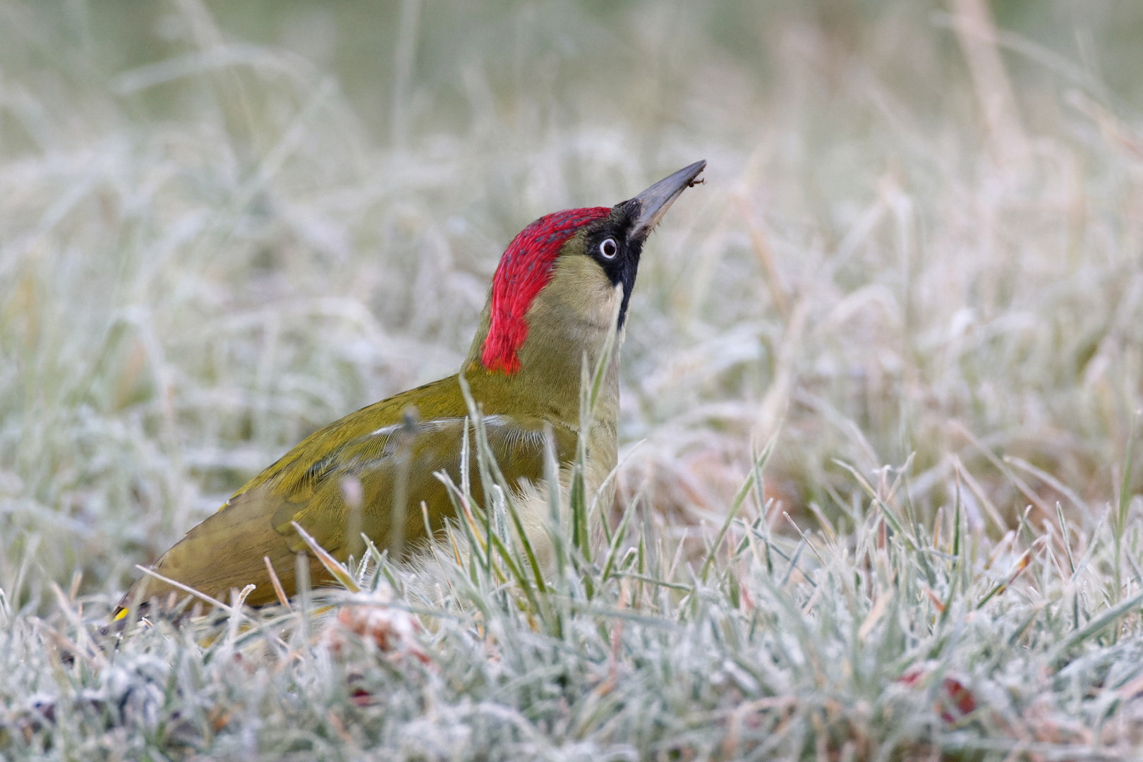 Ob das kitzelt? Grünspecht (w) , Picus viridis, mit Ameise am Schnabel