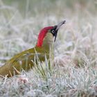 Ob das kitzelt? Grünspecht (w) , Picus viridis, mit Ameise am Schnabel