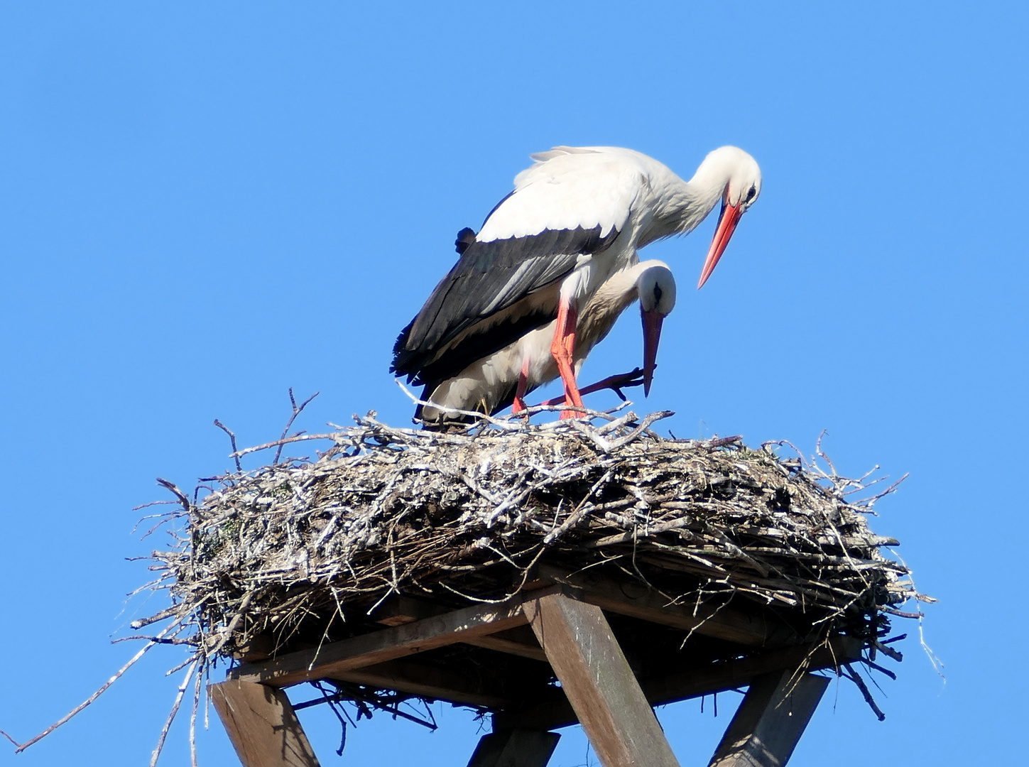 Ob das Nest so recht ist für den Nachwuchs?