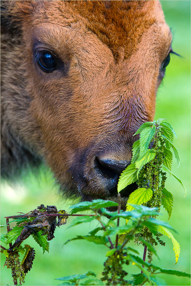 < Ob das schmeckt ? >