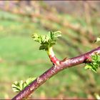 Ob das schon der Frühling ist ?