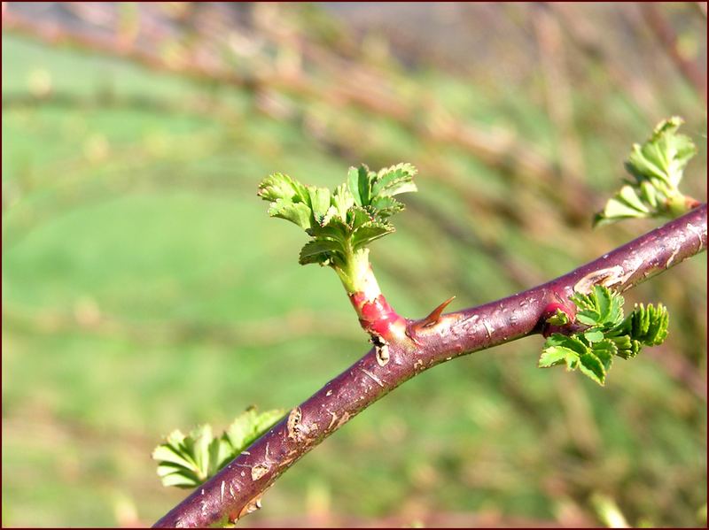 Ob das schon der Frühling ist ?