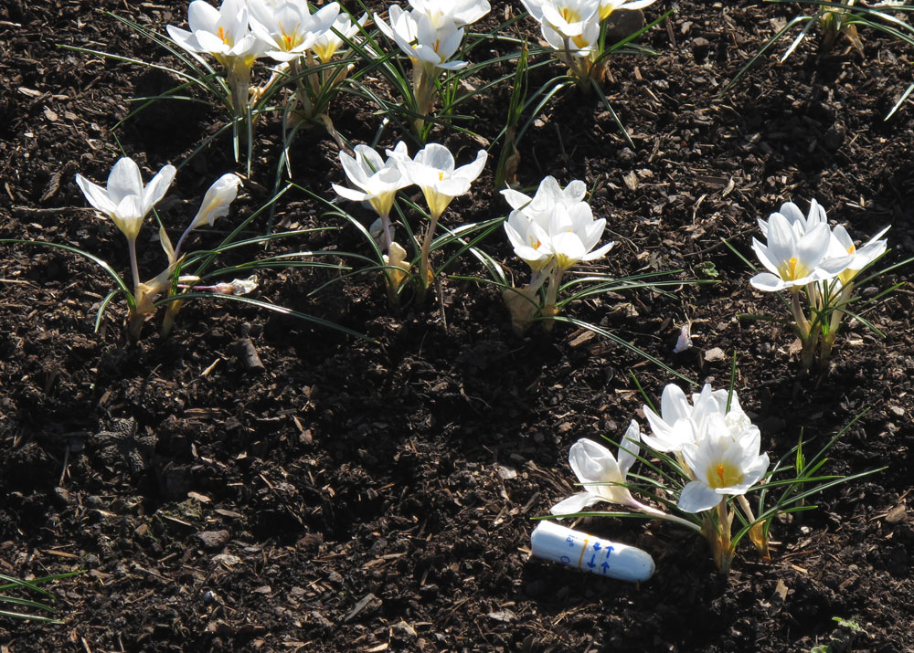 O.B. das schon der Frühling ist?