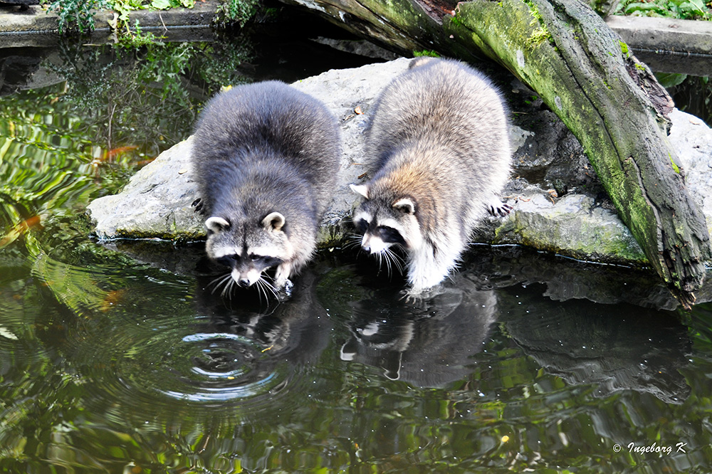 Ob das Wasser kalt ist?