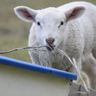 "Ob das wohl schmeckt?"