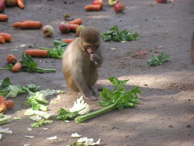 Ob das wohl schmeckt?