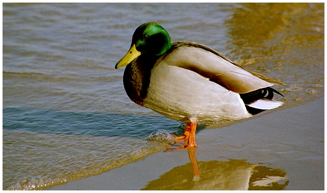 ... ob dem kleinen Entenmann wohl kalt ist?