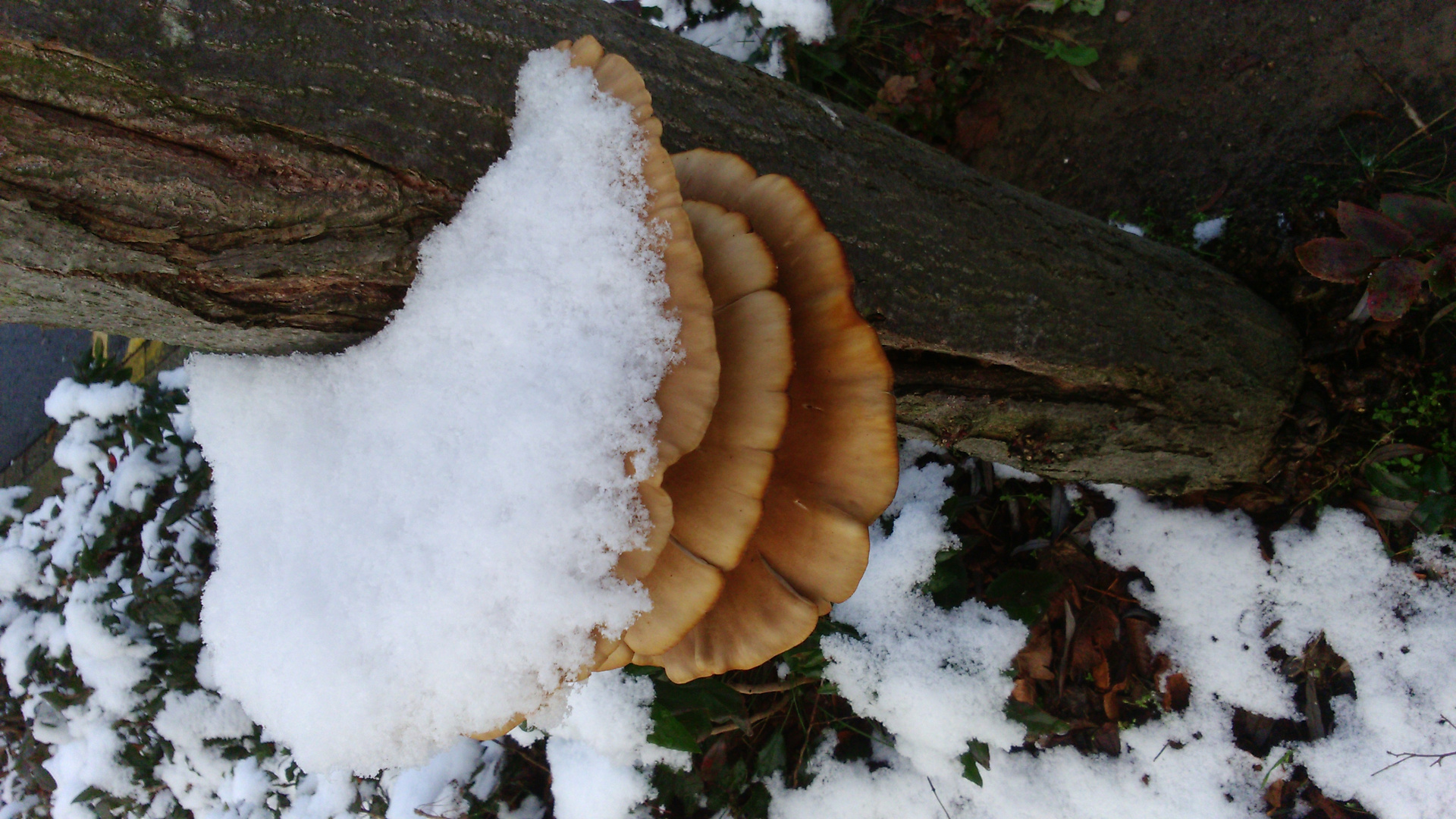 Ob dem pilz wohl kalt ist unter dem schneedeckchen?