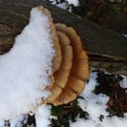 Ob dem pilz wohl kalt ist unter dem schneedeckchen?