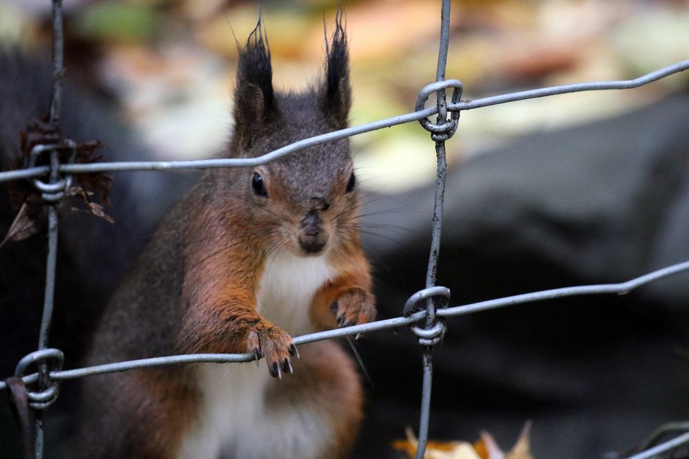 Ob der Bursche...... Foto & Bild fotos, eichhörnchen, natur Bilder