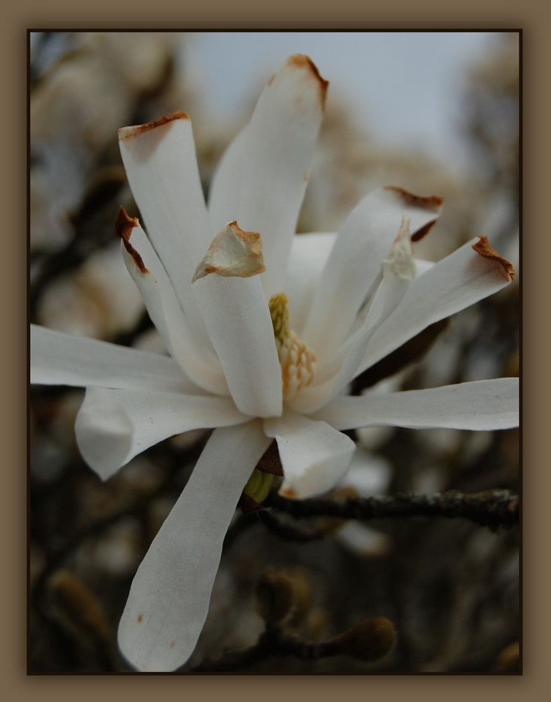 Ob der Frühling nun doch noch kommt??