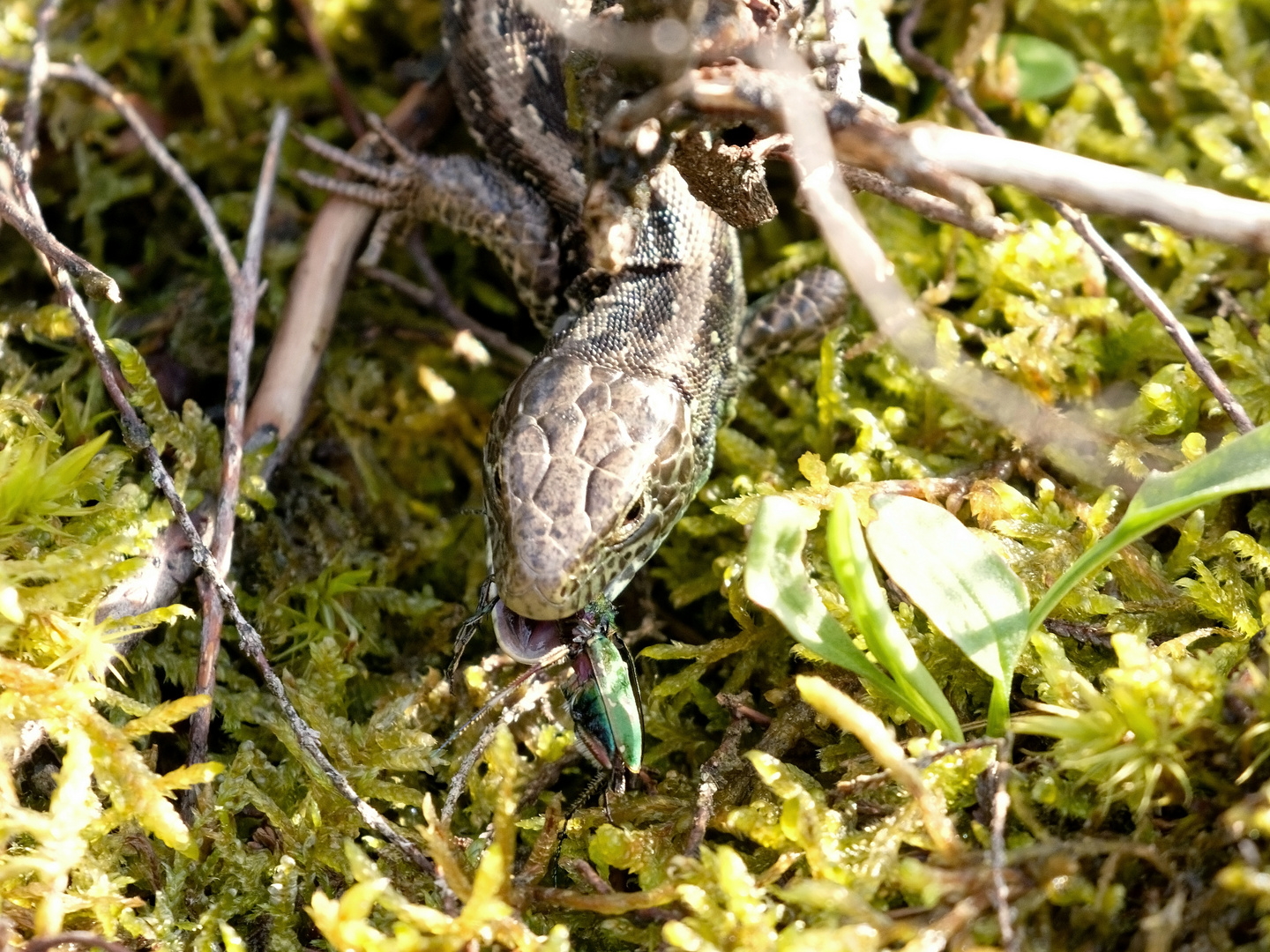 Ob der Heide-Saurier (Zauneidechse) nun fliegen kann? 