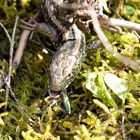 Ob der Heide-Saurier (Zauneidechse) nun fliegen kann? 