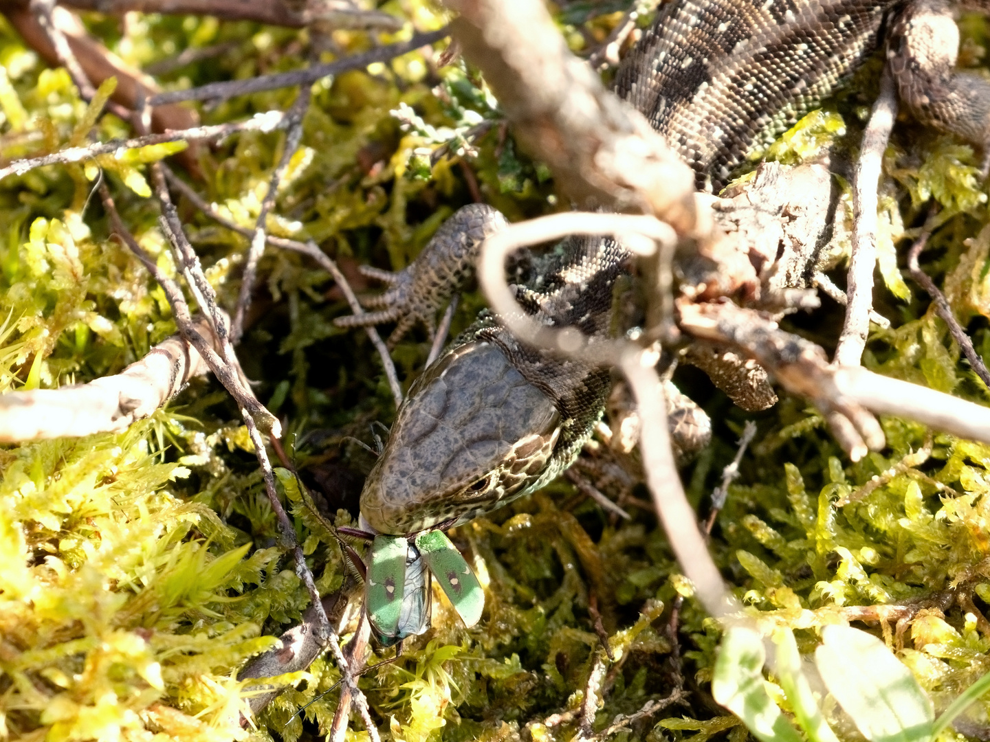 Ob der Heide-Saurier (Zauneidechse) nun fliegen kann? 