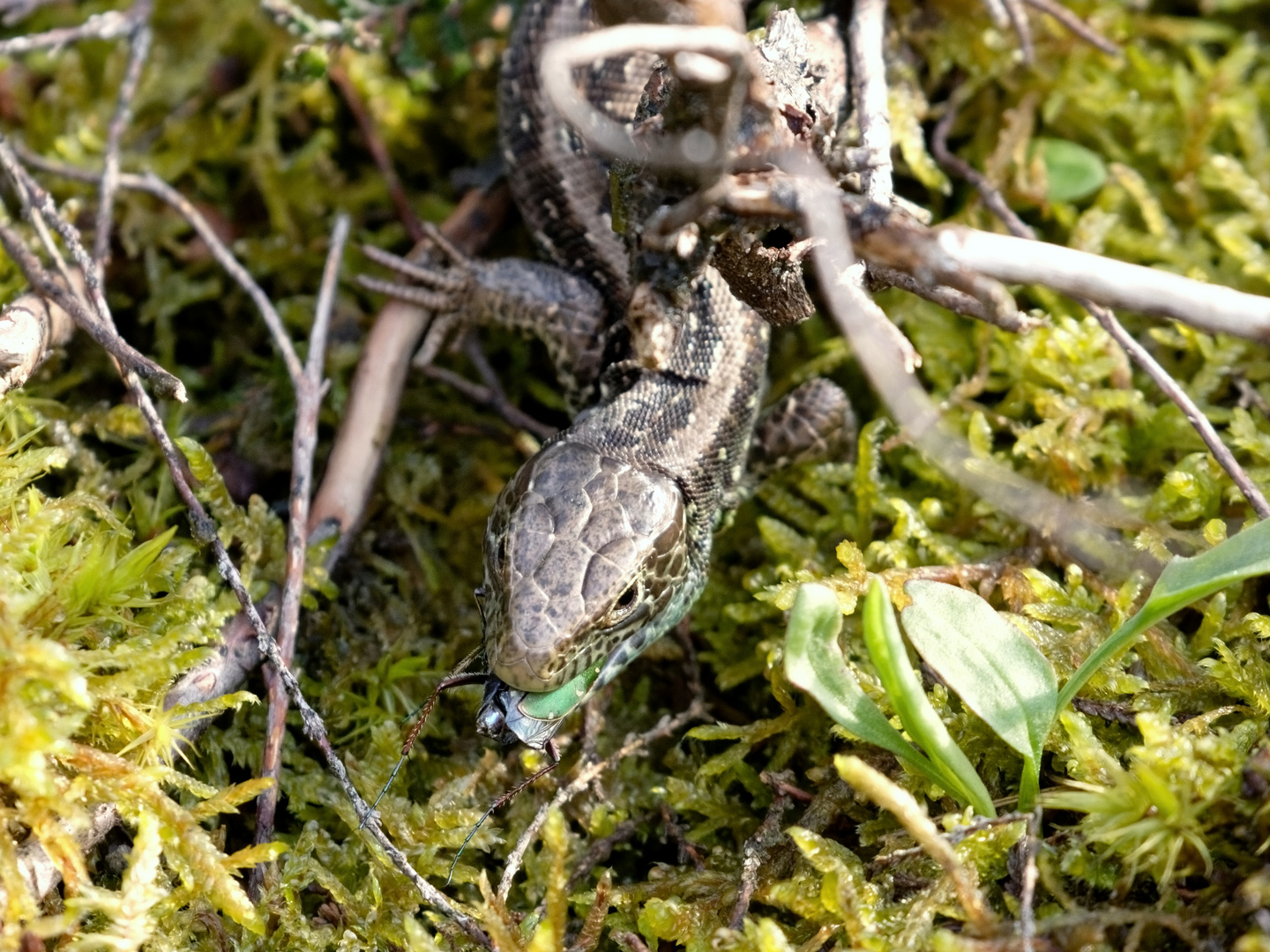 Ob der Heide-Saurier (Zauneidechse) nun fliegen kann? 