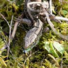 Ob der Heide-Saurier (Zauneidechse) nun fliegen kann? 