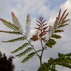 ob der Jacaranda nächstes Jahr blüht?