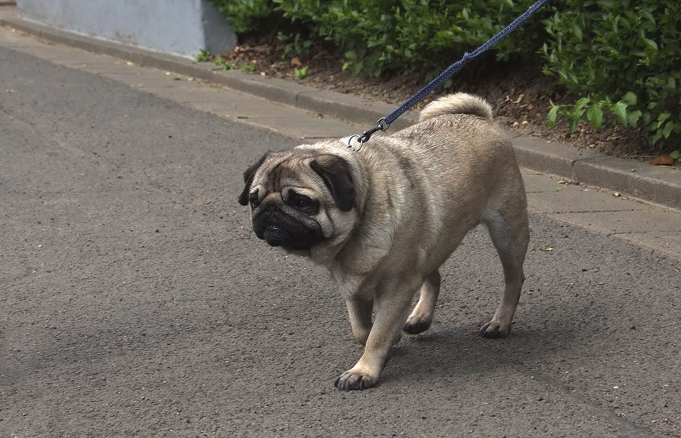 Ob der Mops weiß, ...