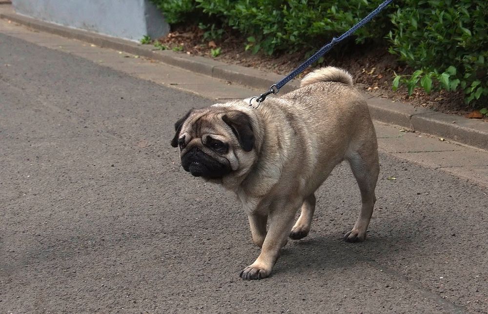 Ob der Mops weiß, ...